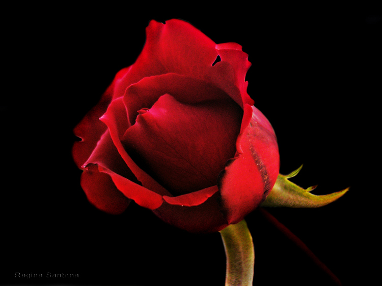 Source: olhares.sapo.pt